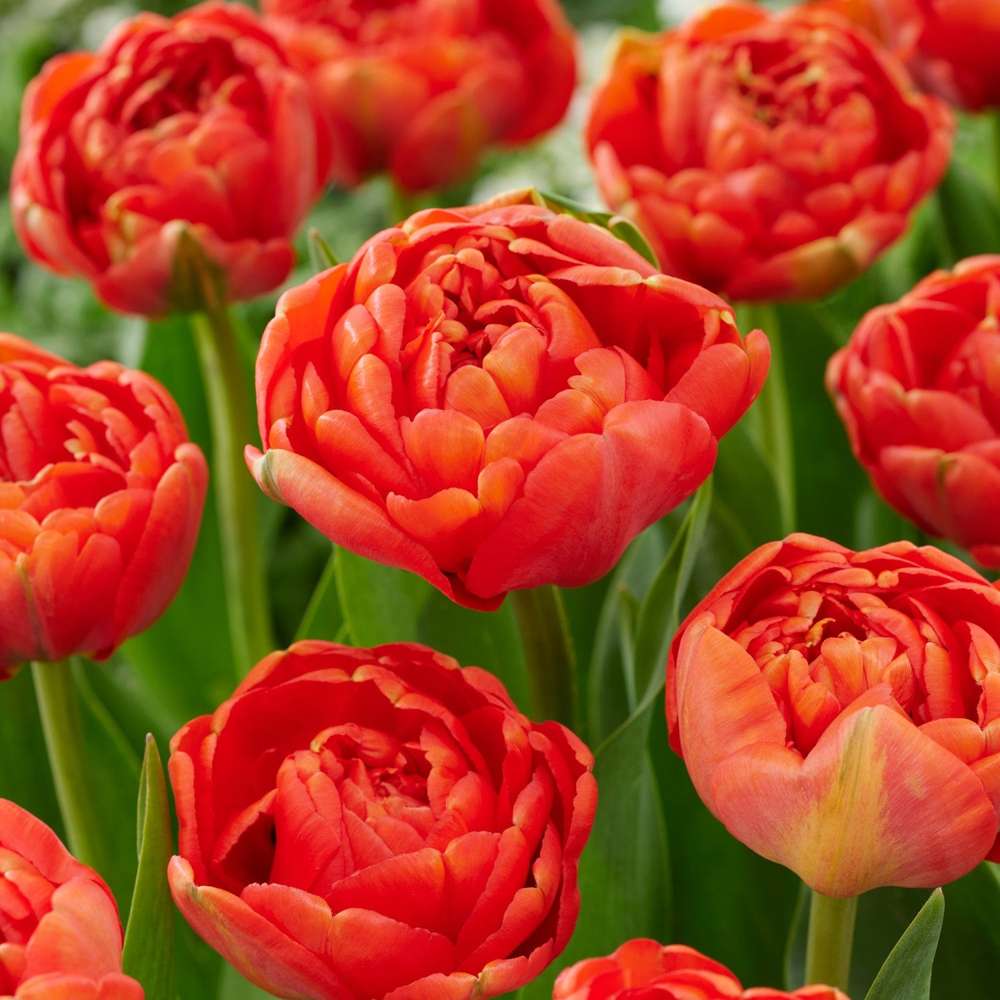 Tulpan 'Miranda'
